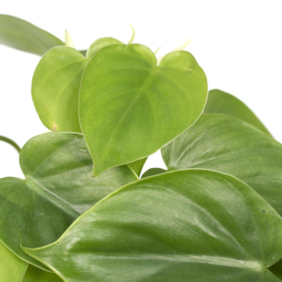 Philodendron Scandens - - 15cm - Ø12-Plant-Botanicly
