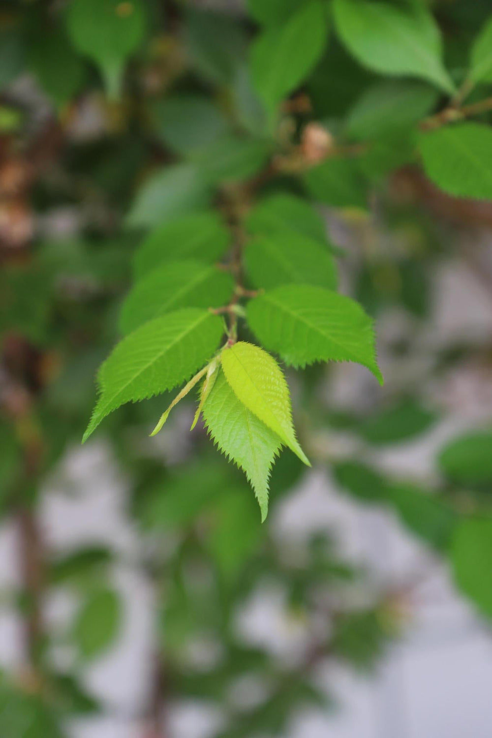 Prunus subh. 'Autumnalis Rosea' - ↨180cm - 1 stuks-Plant-Botanicly