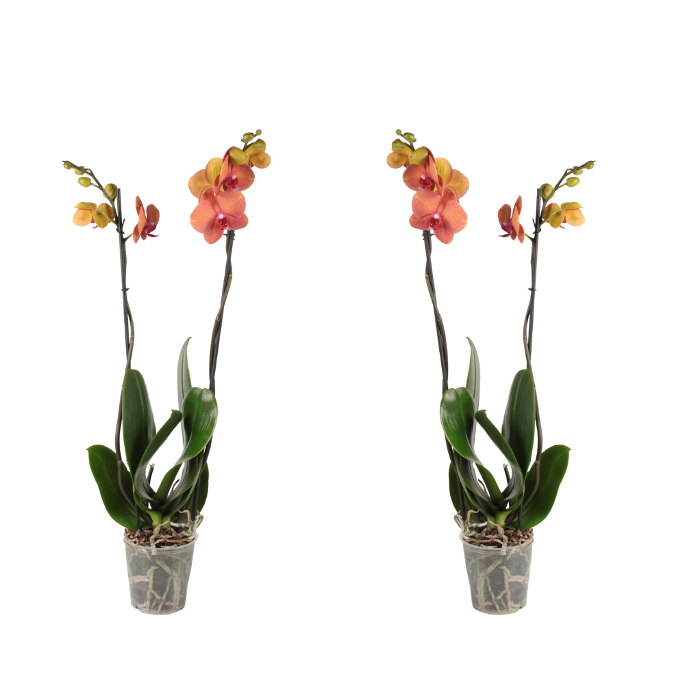 Selina die Schmetterlingsorchidee Creme Orange-Topfpflanzen-Botanicly