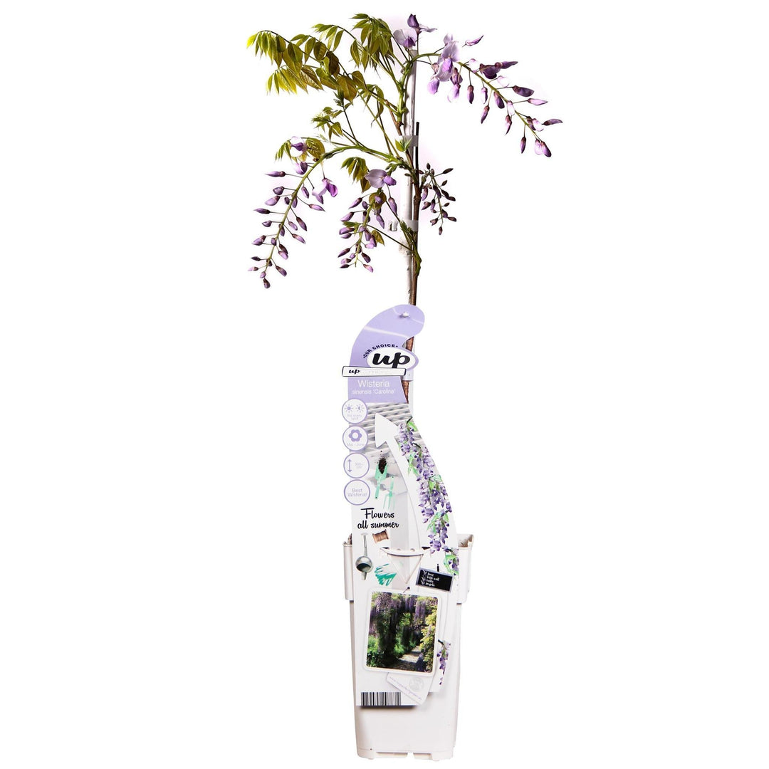 Wisteria sinensis 'Caroline' - ↨65cm - Ø15-Plant-Botanicly