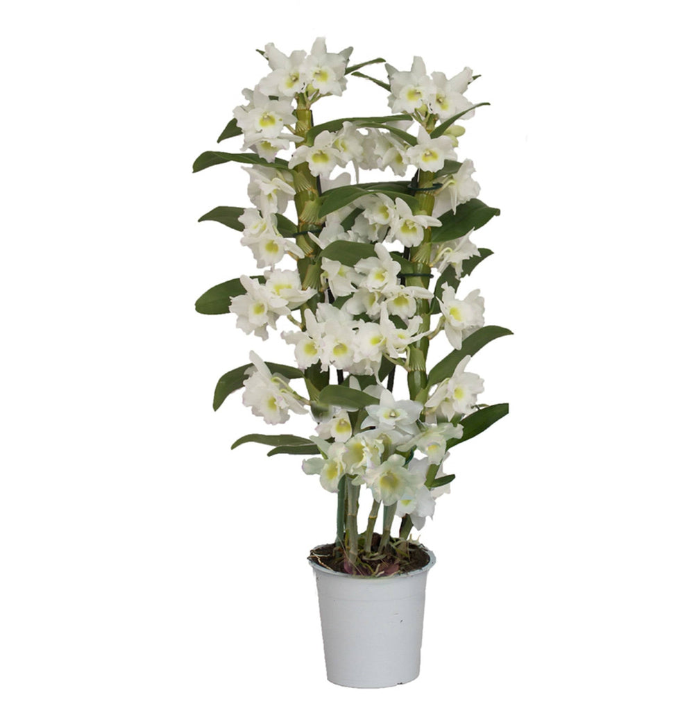 Bambus Orchidee (Dendrobium Nobile Apollon) - Nachhaltige Zimmerpflanzen kaufen Botanicly Foto 2
