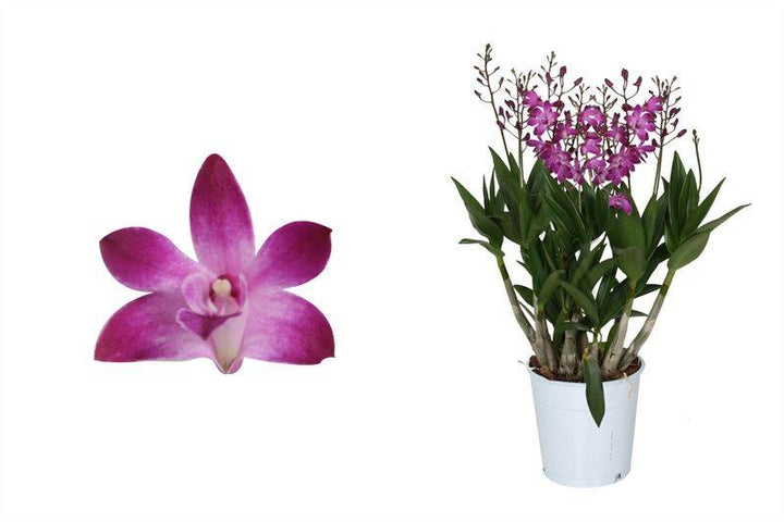Bambus Orchidee (Dendrobium Berry Oda) - Nachhaltige Zimmerpflanzen kaufen Botanicly Foto 1