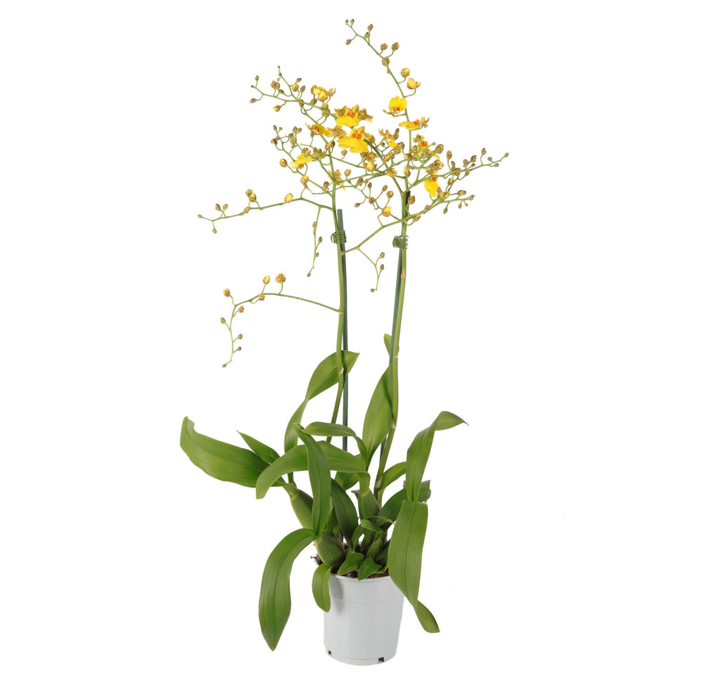 Kahnorchidee (Oncidium Münsterland Stern) - Nachhaltige Zimmerpflanzen kaufen Botanicly Foto 2
