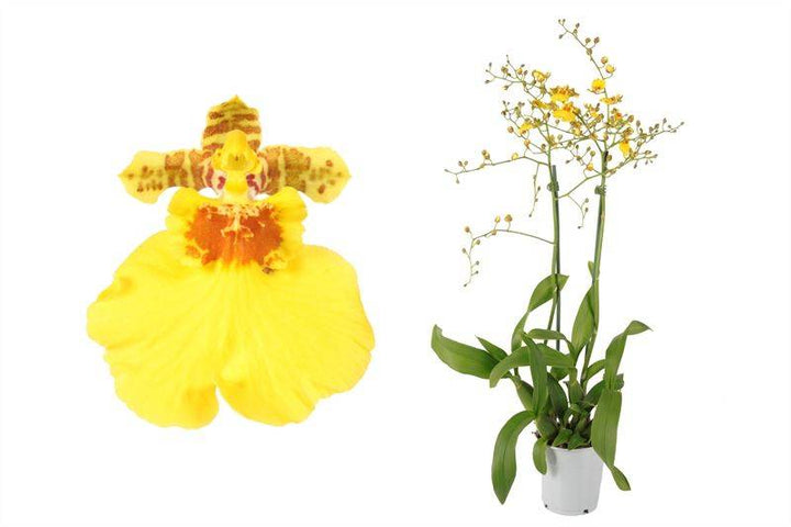Kahnorchidee (Oncidium Münsterland Stern) - Nachhaltige Zimmerpflanzen kaufen Botanicly Foto 1