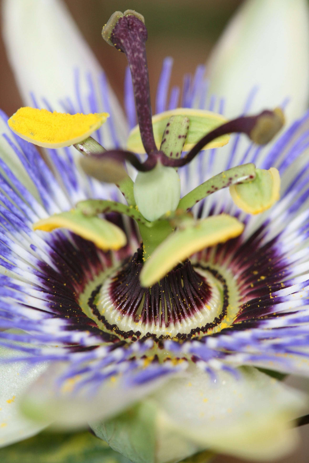 Acheter Passiflore Violette-Blanche (Passiflora Caerulea). – Botanicly