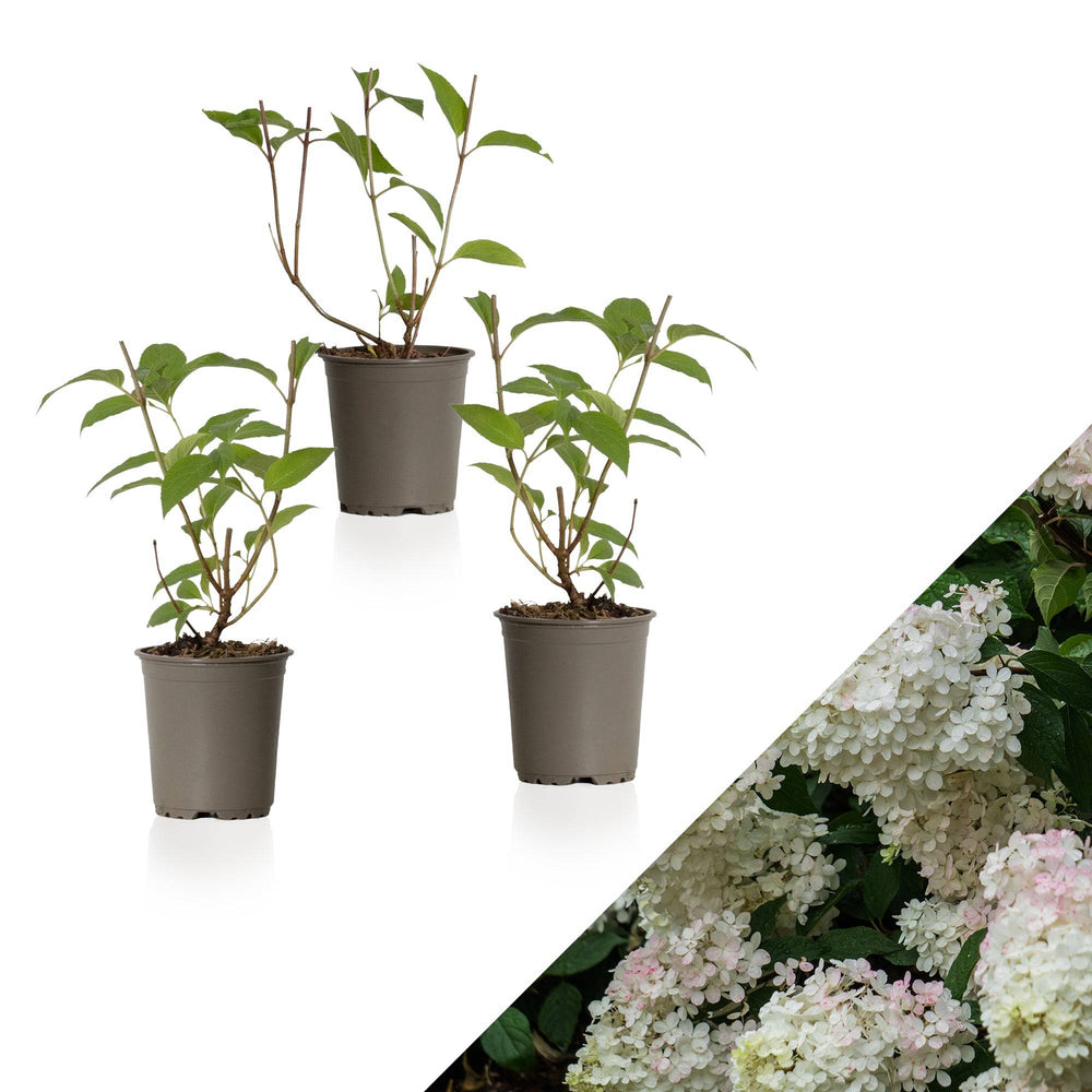 Rispen-Hortensie (Hydrangea Paniculata Phantom) - Nachhaltige Zimmerpflanzen kaufen Botanicly Foto 1