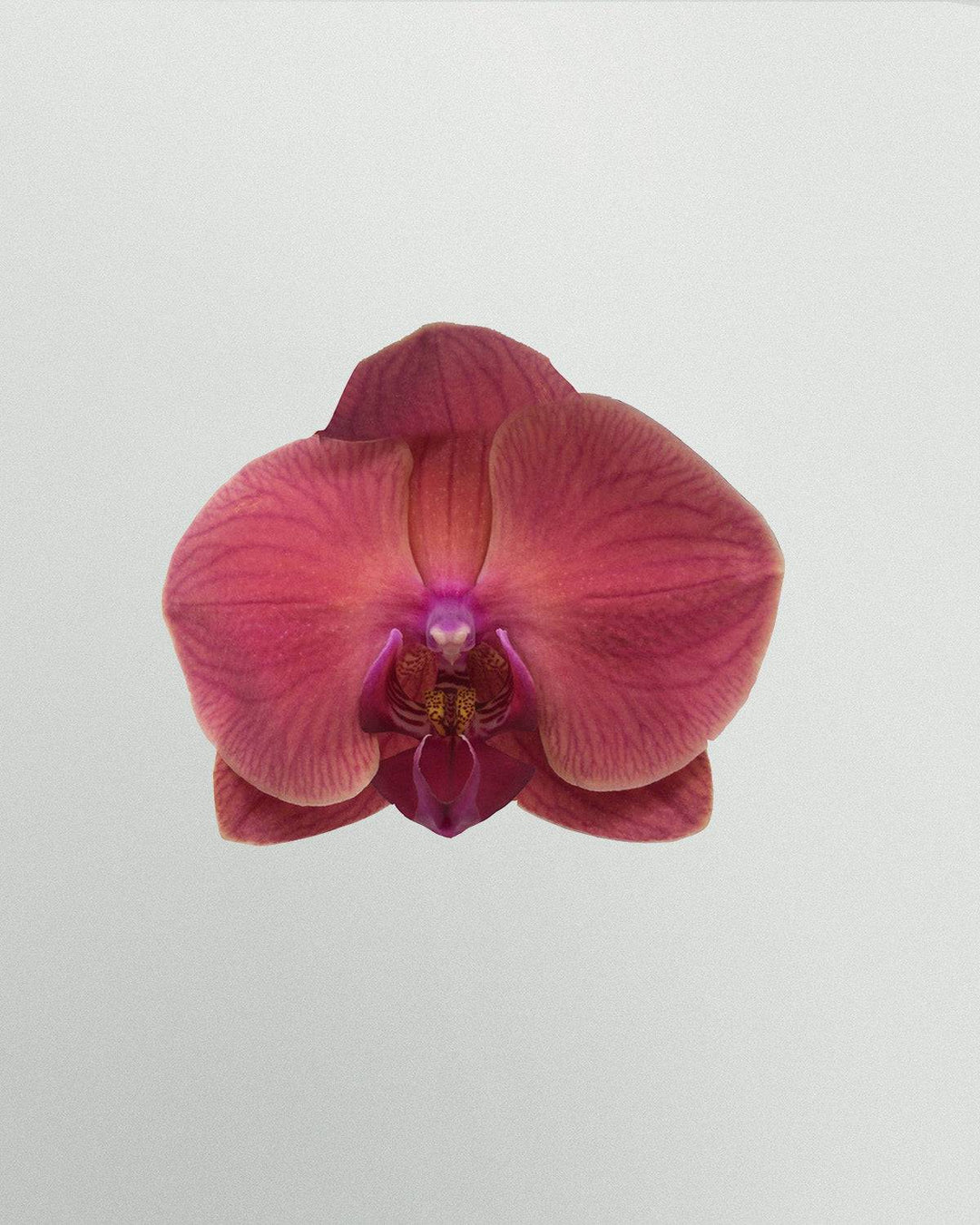 Sadia die Schmetterlingsorchidee Rosa-Topfpflanzen-Botanicly
