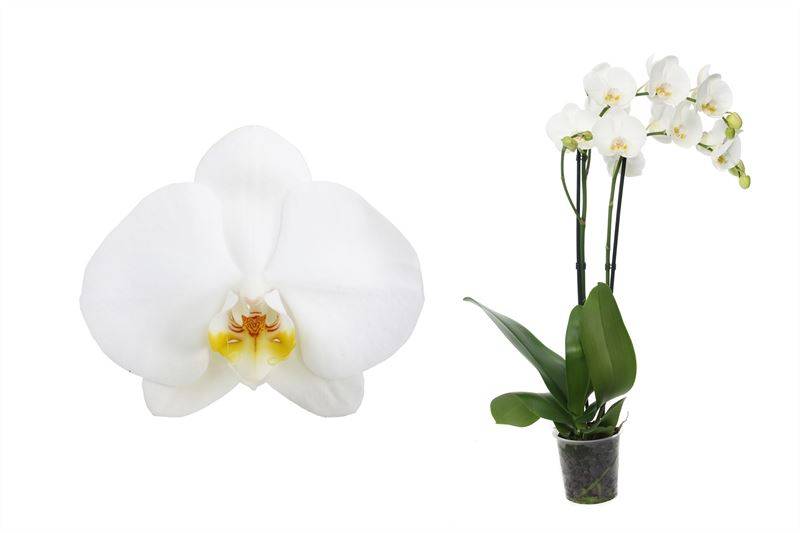 Svea le Papillon Orchidée Rose Blanc