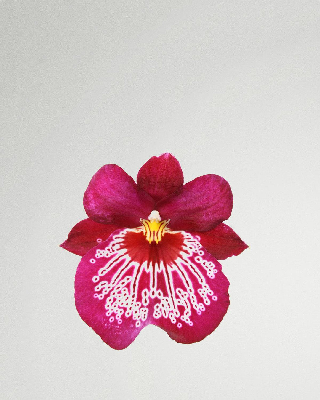 Svenja la pensée orchidée rose avec motif